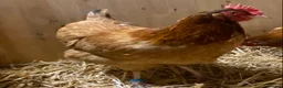 Chickens poultry for sale: Rhode Island Red x Light Sussex POL - Advert 8