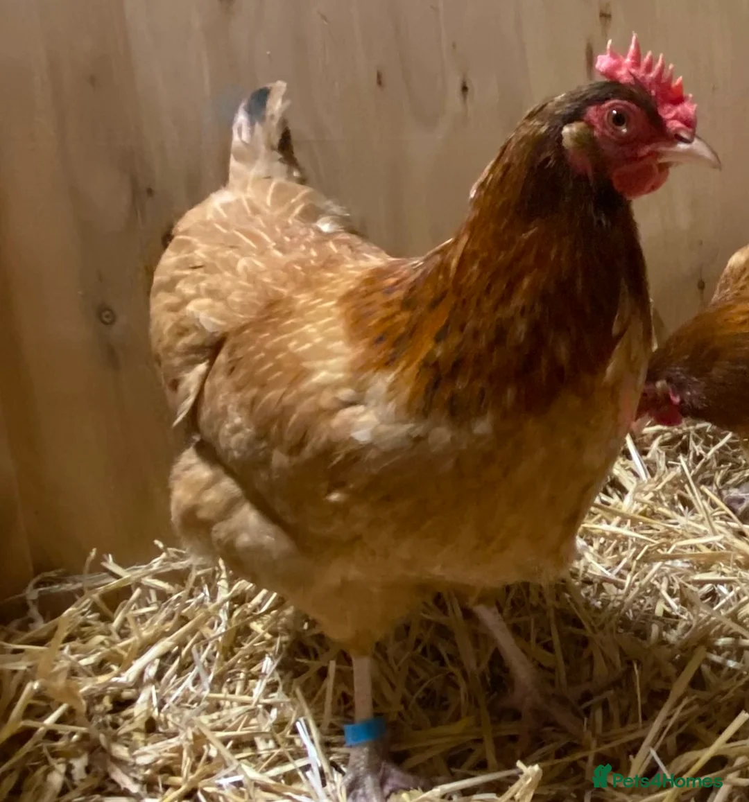 Chickens poultry for sale: Rhode Island Red x Light Sussex POL - Advert 8