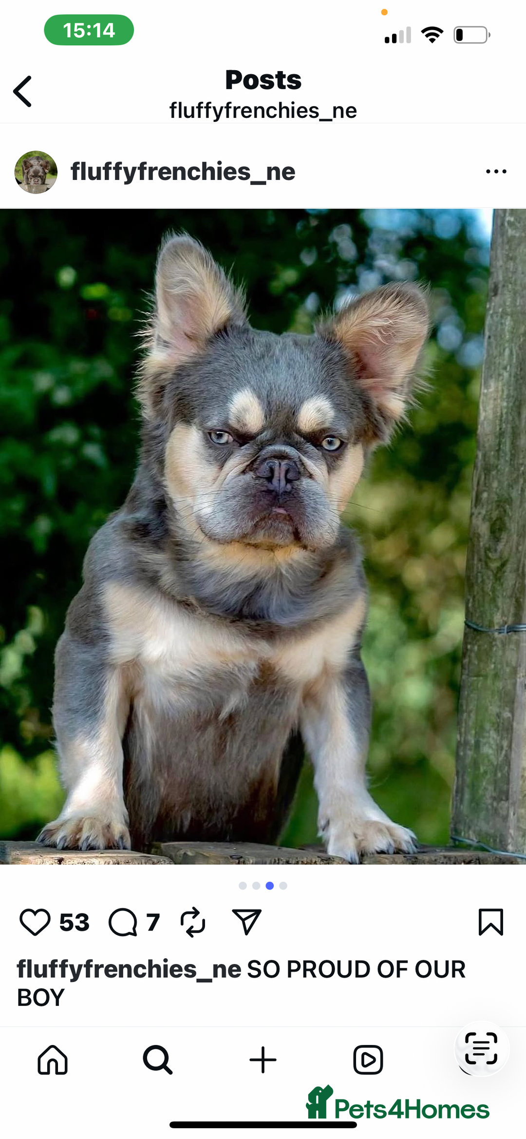 French Bulldog dogs for sale: Fluffy French Bulldog - Advert 11