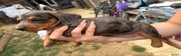 Miniature Dachshund dogs for sale: Miniature dachshunds  - Advert 9