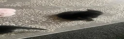 Mixed Breed cats for sale: 2 black twin 1 boy 1 girl  - Advert 8
