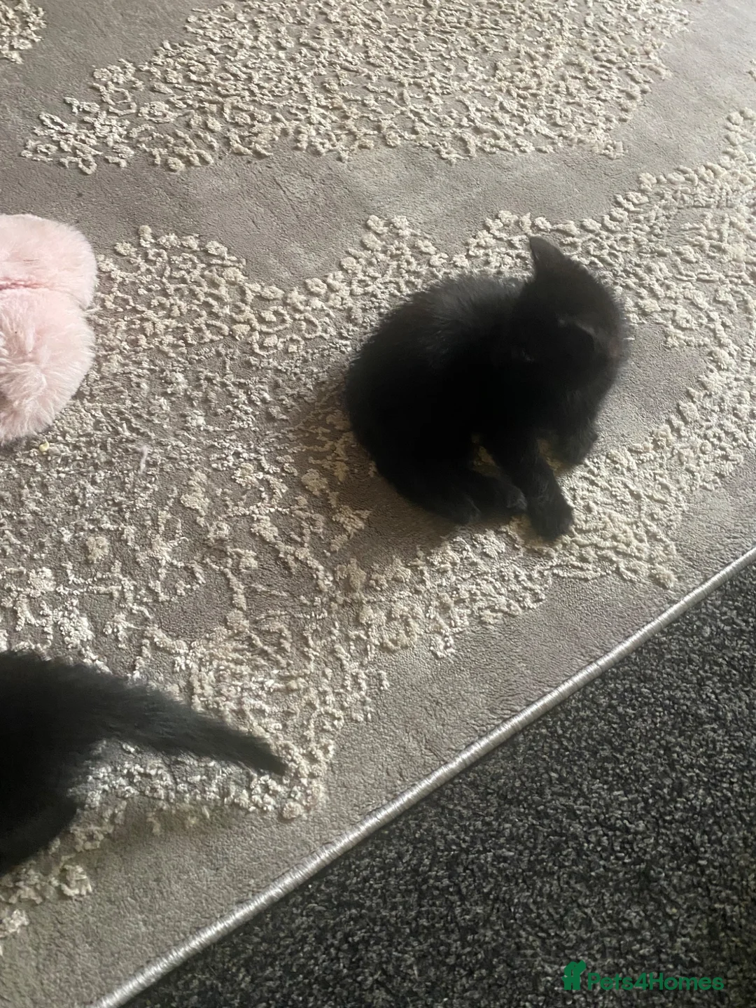Mixed Breed cats for sale: 2 black twin 1 boy 1 girl  - Advert 8