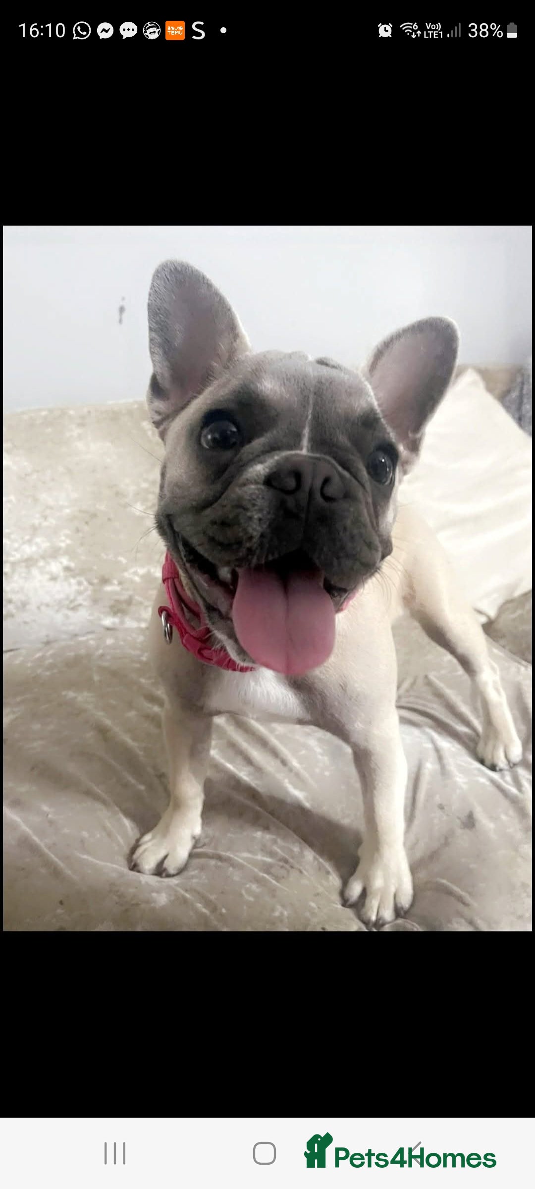 French Bulldog dogs for sale: Female French bulldog - Advert 1
