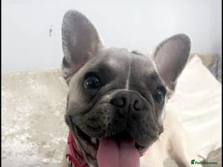 French Bulldog dogs Female French bulldog - Advert 17