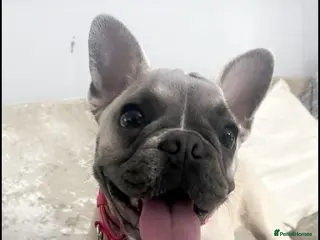 French Bulldog dogs Female French bulldog - Advert 7