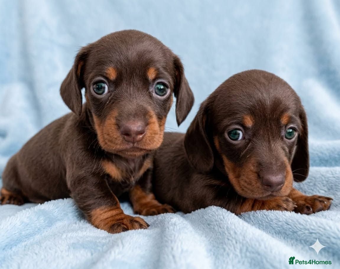 Miniature Dachshund dogs Choc/Tan Mini Smooth Dachshund Pups - Advert 4
