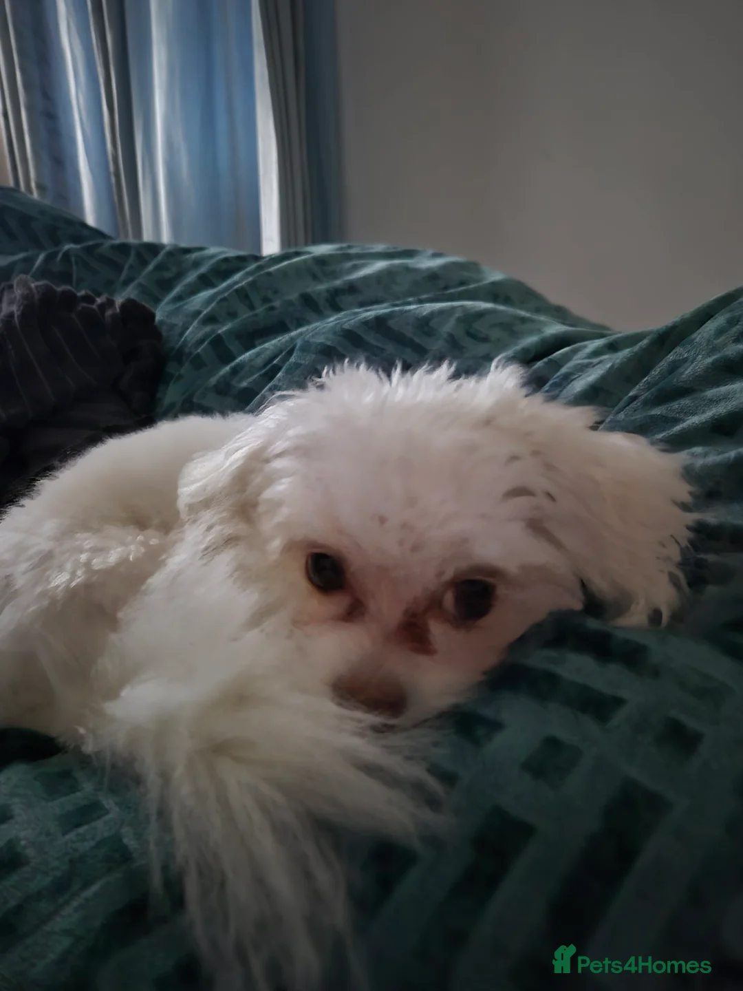 Shihpoo dogs for sale: Shihpoo puppies - Advert 6