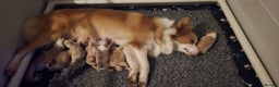 Border Collie dogs for sale: Beautiful EE-Red/Golden Long Haired Border Collies - Advert 5