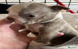 Boston Terrier dogs for sale: KC stunning chunky Boston Terriers - Image 17