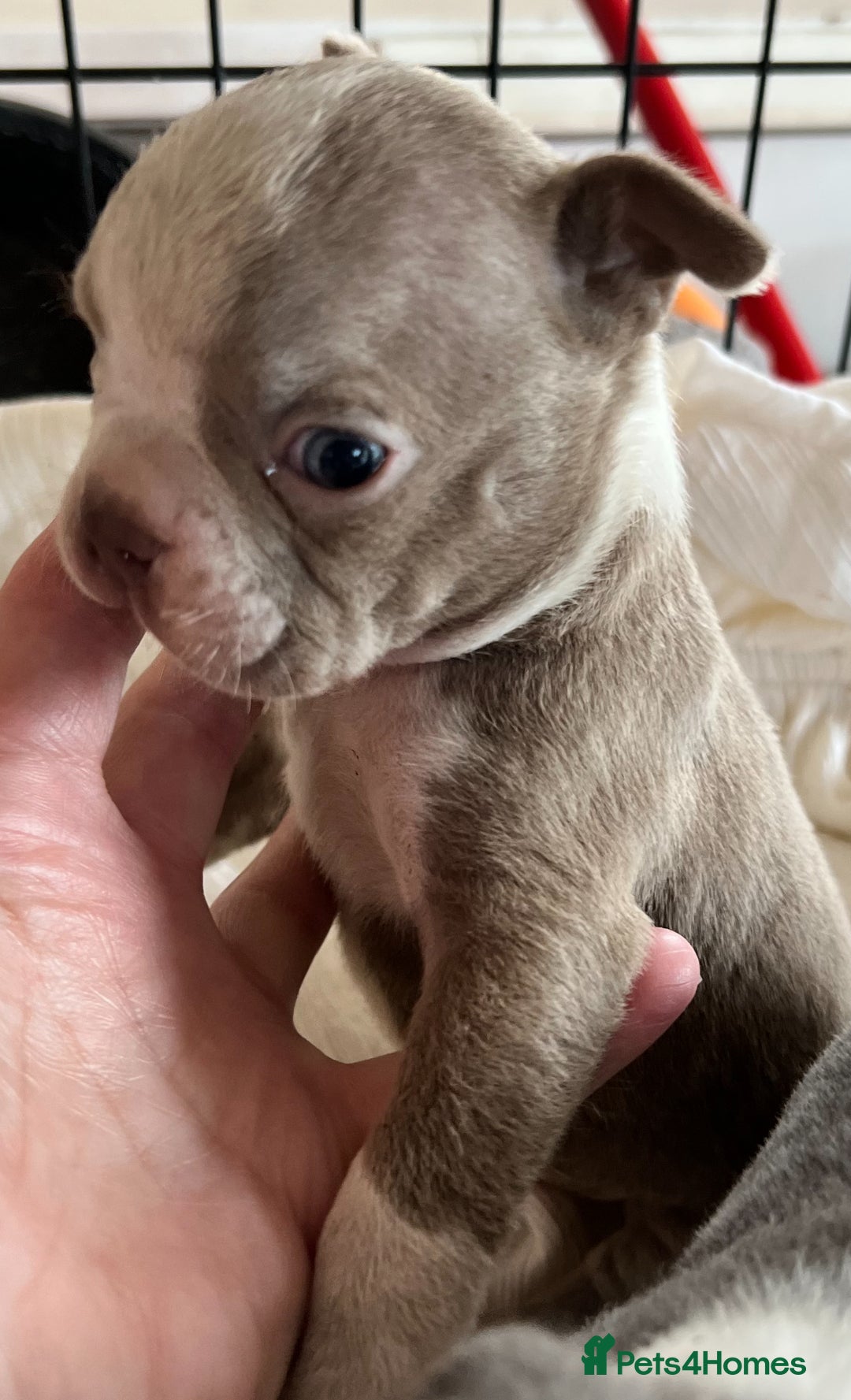 Boston Terrier dogs for sale: KC stunning chunky Boston Terriers - Image 17
