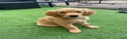Golden Retriever dogs for sale: Last two available  - Advert 4
