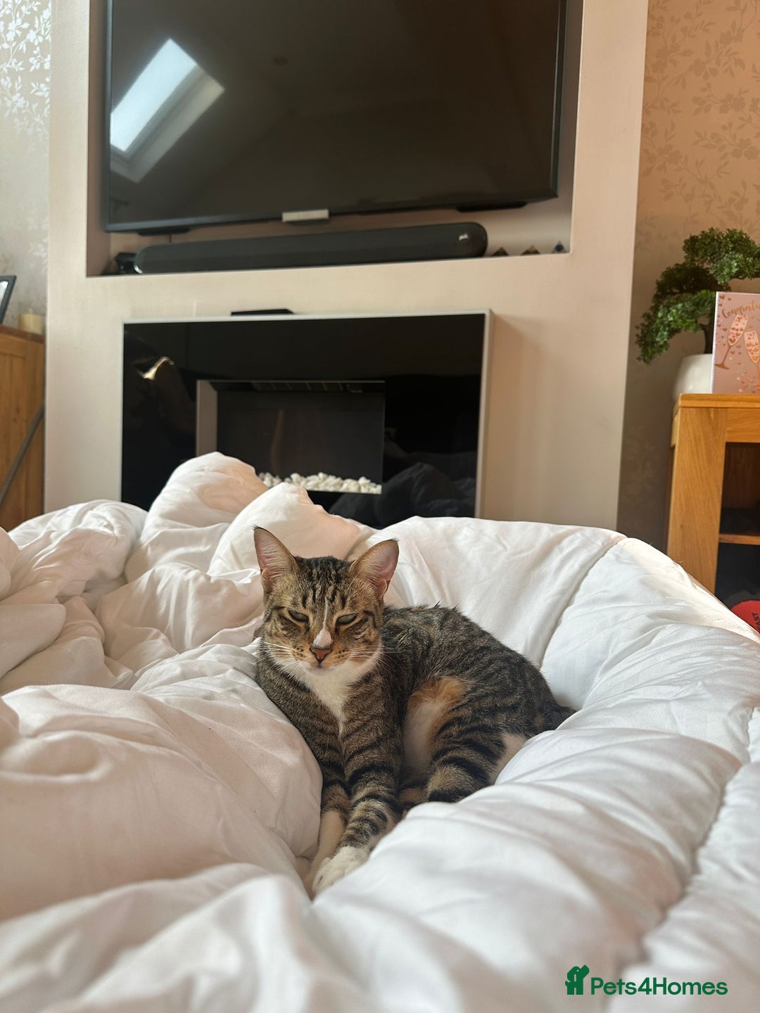 Mixed Breed cats for adoption: NOODLE-AMAZINGLY UNUSUAL FUR PATTERN -CONFIDENT! - Advert 10