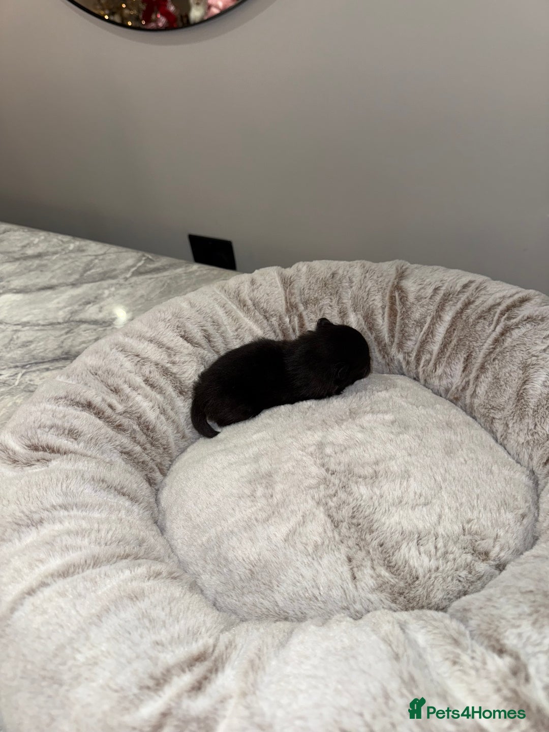 Pomeranian dogs for sale: Teddy Bear Pomerians  - Advert 9