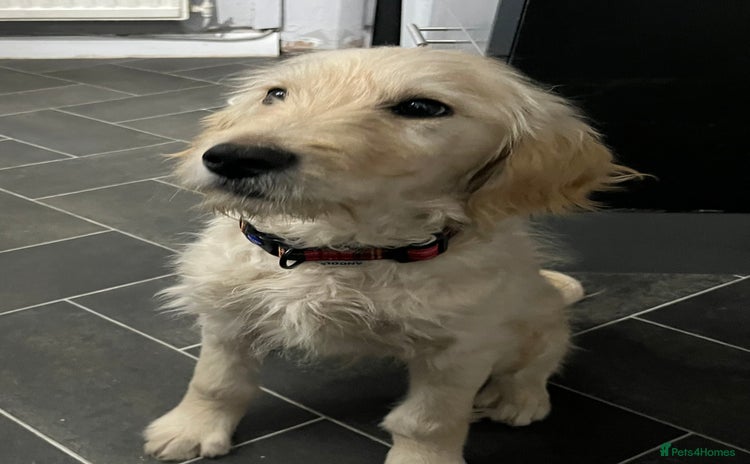 Goldendoodle dogs 15 week old male golden doodle puppy - Advert 1