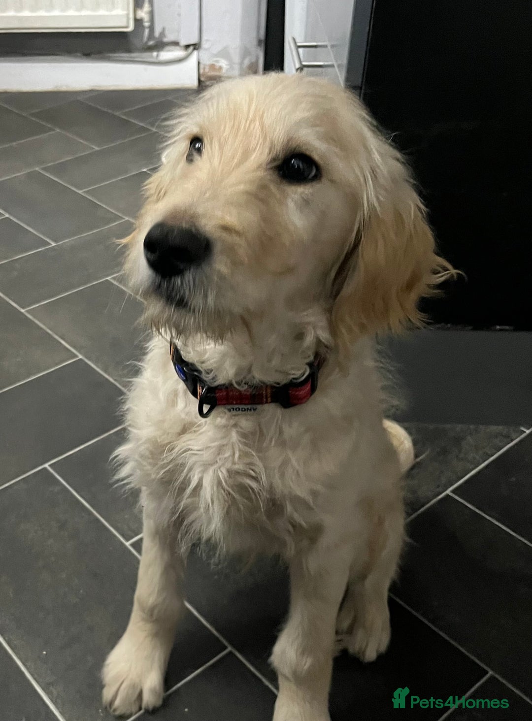 Goldendoodle dogs for sale: 15 week old male golden doodle puppy - Advert 1