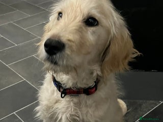 Goldendoodle dogs 15 week old male golden doodle puppy - Advert 9