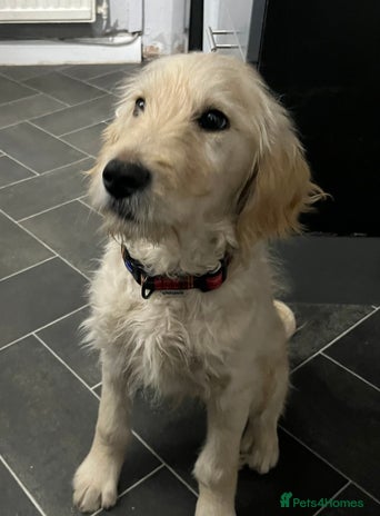 Goldendoodle dogs 15 week old male golden doodle puppy - Advert 1