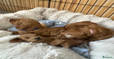 Cavapoo dogs - Advert 16