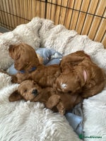 Cavapoo dogs - Advert 16