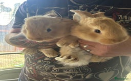 Continental Giant rabbits for sale: Yellow Continental Giant Kits. Ready to RESERVE - Image 12