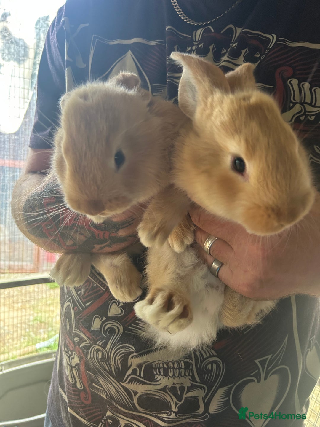 Continental Giant rabbits for sale: Yellow Continental Giant Kits. Ready to RESERVE - Image 12