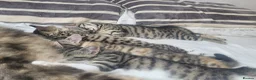 Mixed Breed cats for sale: READY NOW.... - Advert 4