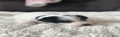 Jackapoo 5