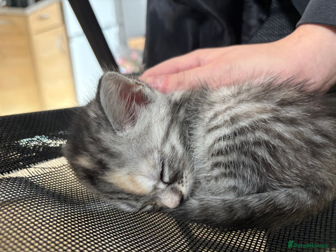 Mixed Breed cats for sale: (NEED HOMES) Beautiful kittens white/ginger - Image 24