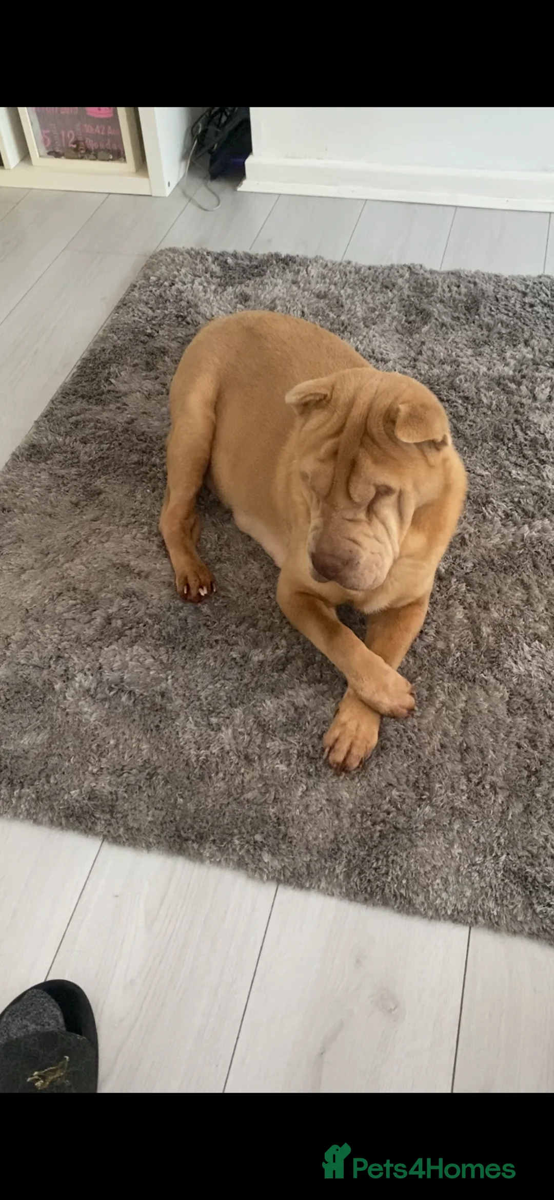 Shar Pei dogs for sale: ✨🐾 Cream Bear Coat Shar Pei Girl Available 🐾✨ - Advert 14