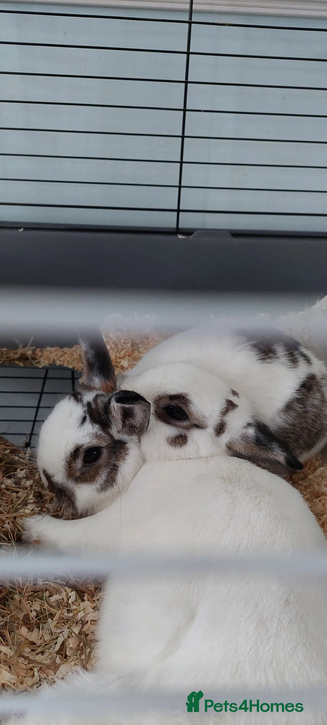Netherland Dwarf rabbits for sale: Netherland dwarf rabbits  - Advert 3