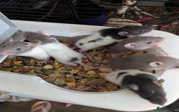 Rat rodents for sale: Adorable baby Dumbo rats only 2 girls left - Image 1