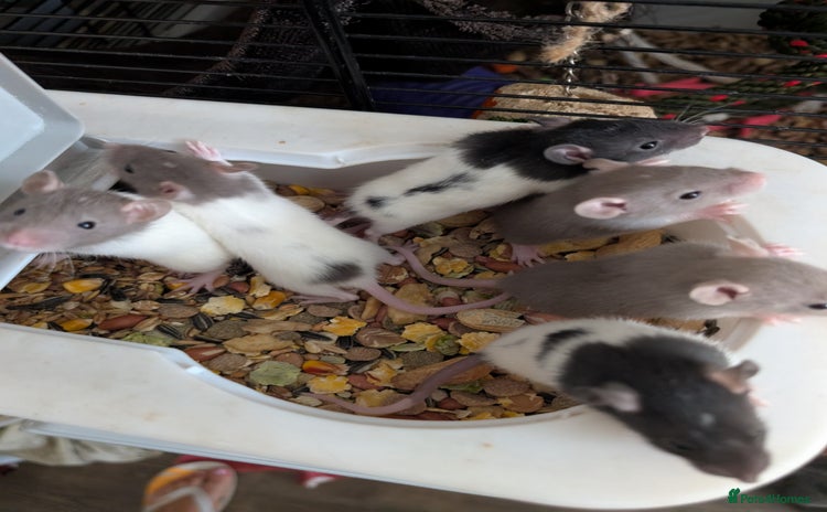 Rat rodents - Advert 9