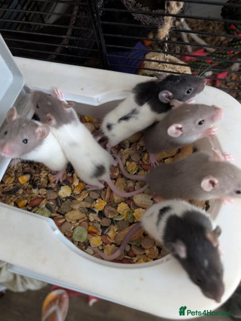 Rat rodents - Advert 12