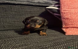 Miniature Dachshund dogs for sale: 2 females - Advert 10