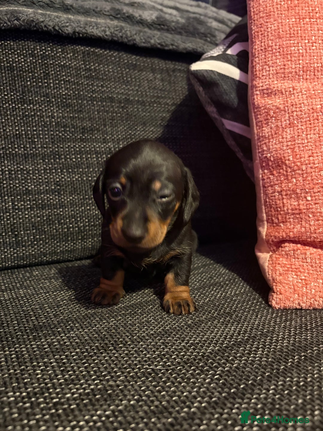 Miniature Dachshund dogs for sale: 2 females - Advert 10