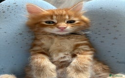 Mixed Breed cats for sale: 🐱 Handsome little boy kittens 💙 - Image 8