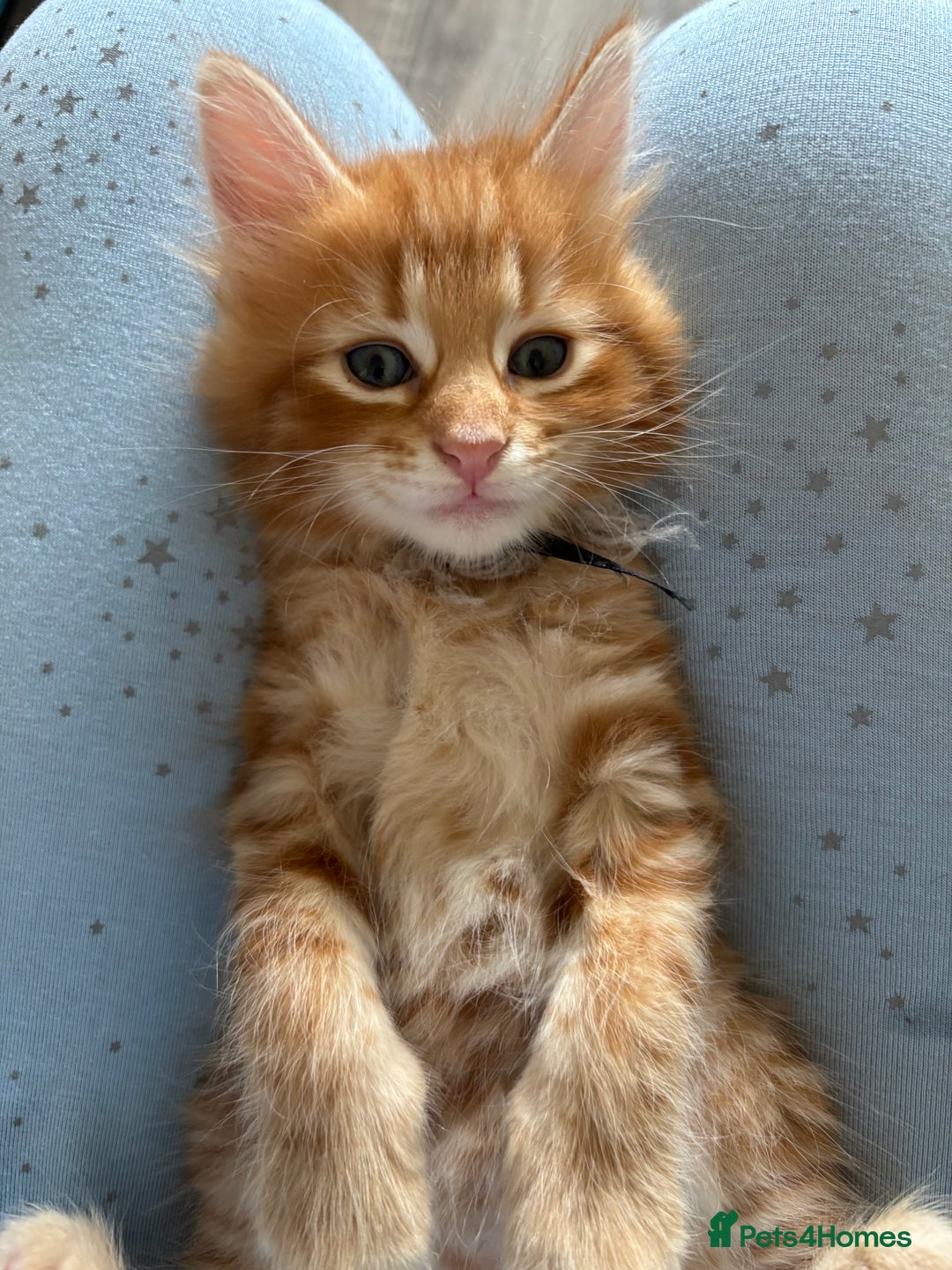 Mixed Breed cats for sale: 🐱 Handsome little boy kittens 💙 - Image 8