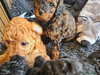 Miniature Poodle dogs Beautiful Health Tested Poodles - Advert 14