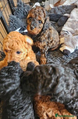 Miniature Poodle dogs Beautiful Health Tested Poodles - Advert 1