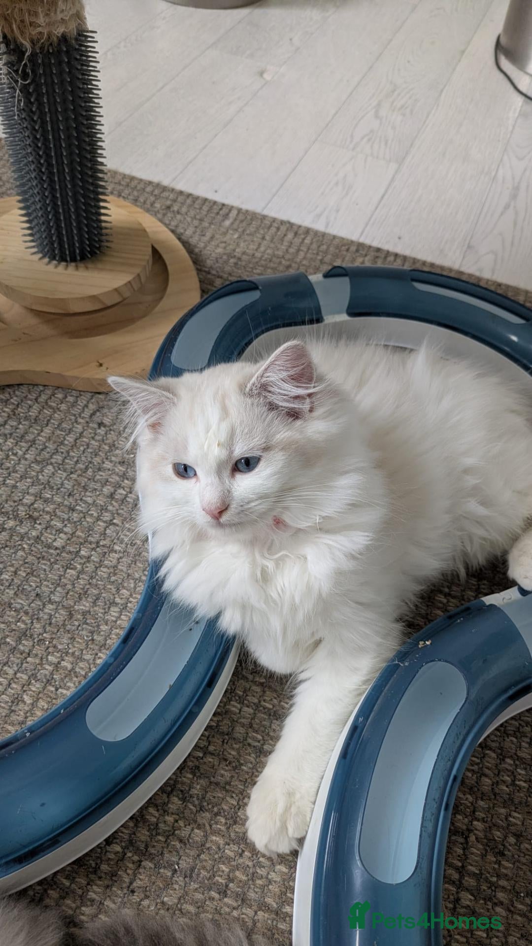 Ragdoll cats Pedigree Ragdoll Kittens, TICA Registered - Advert 7