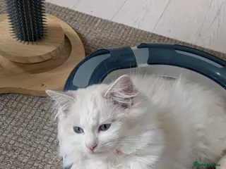 Ragdoll cats Pedigree Ragdoll Kittens, TICA Registered - Advert 7