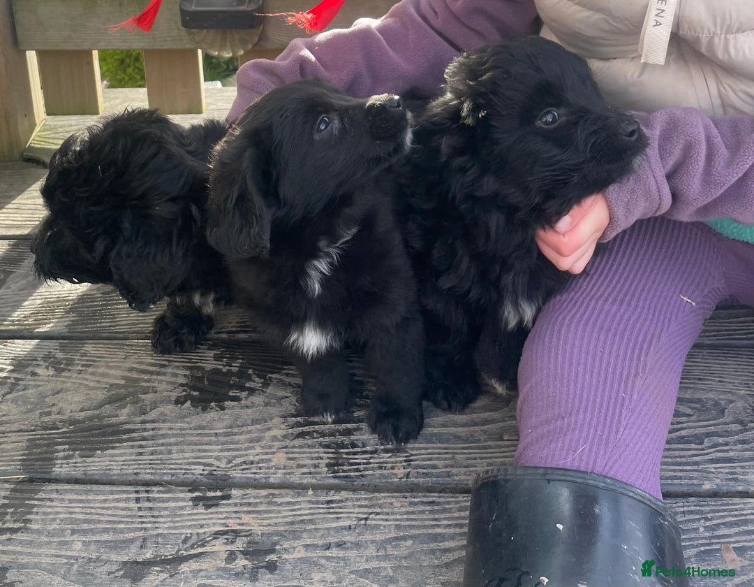 Mixed Breed dogs for sale: Corgipoo 🐾🐶 - Advert 3