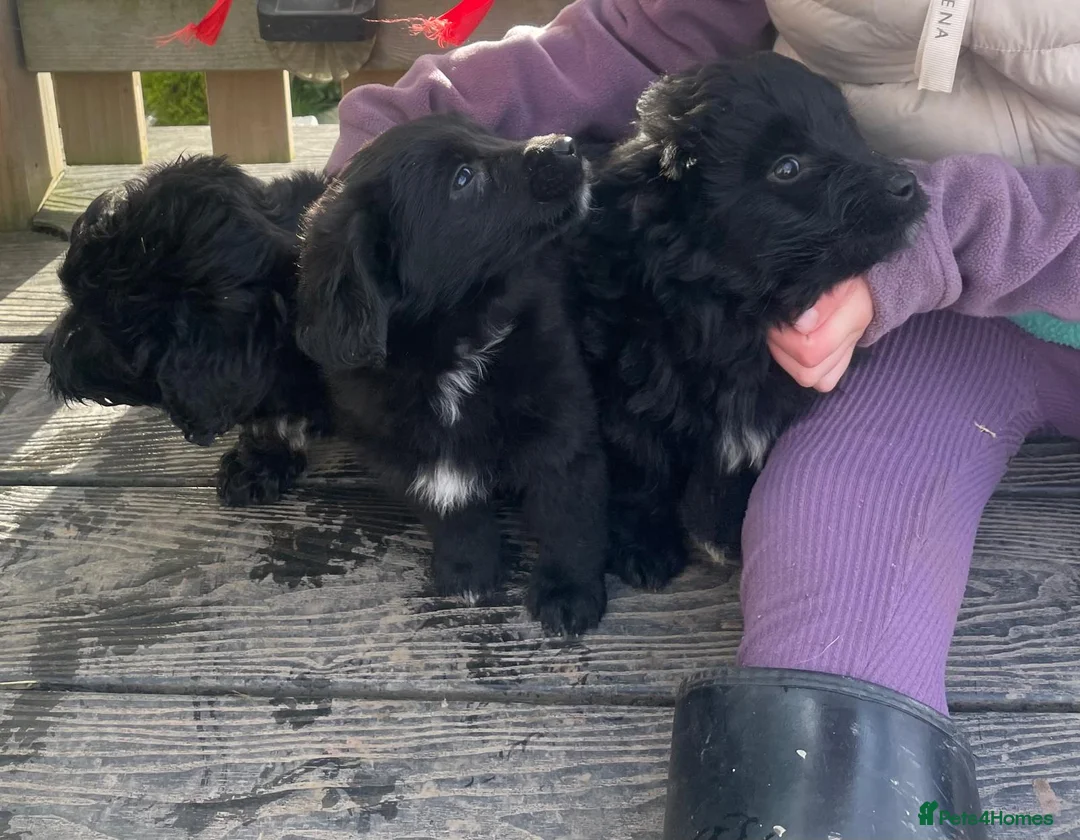 Mixed Breed dogs for sale: Corgipoo 🐾🐶 - Advert 4