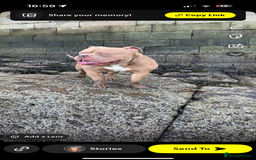 Mixed Breed dogs for sale: Pocket bully male  - Image 5