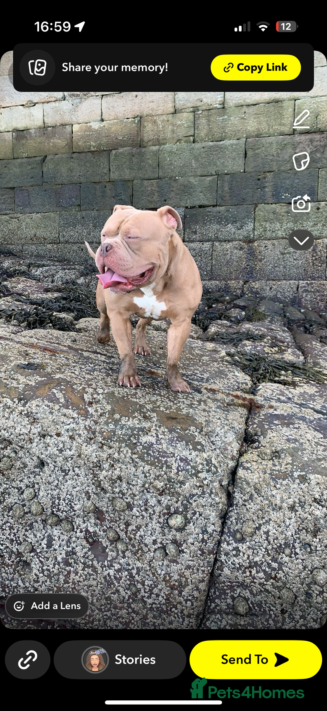 Mixed Breed dogs for sale: Pocket bully male  - Image 5