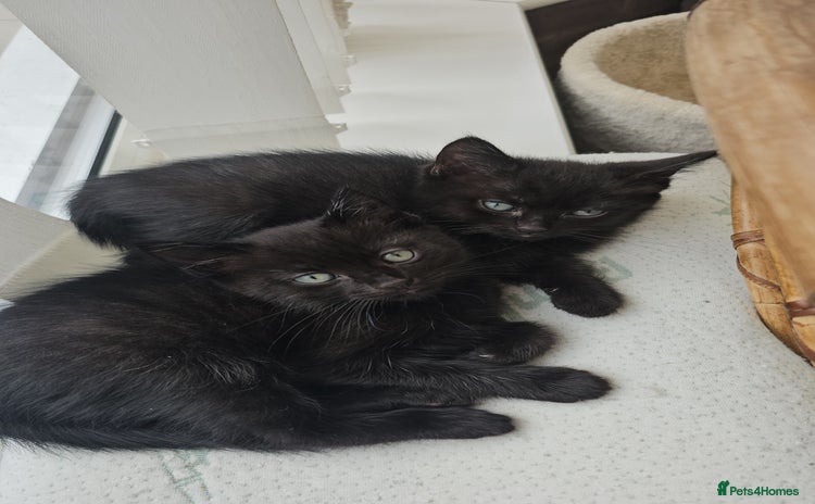 Mixed Breed cats - Advert 1