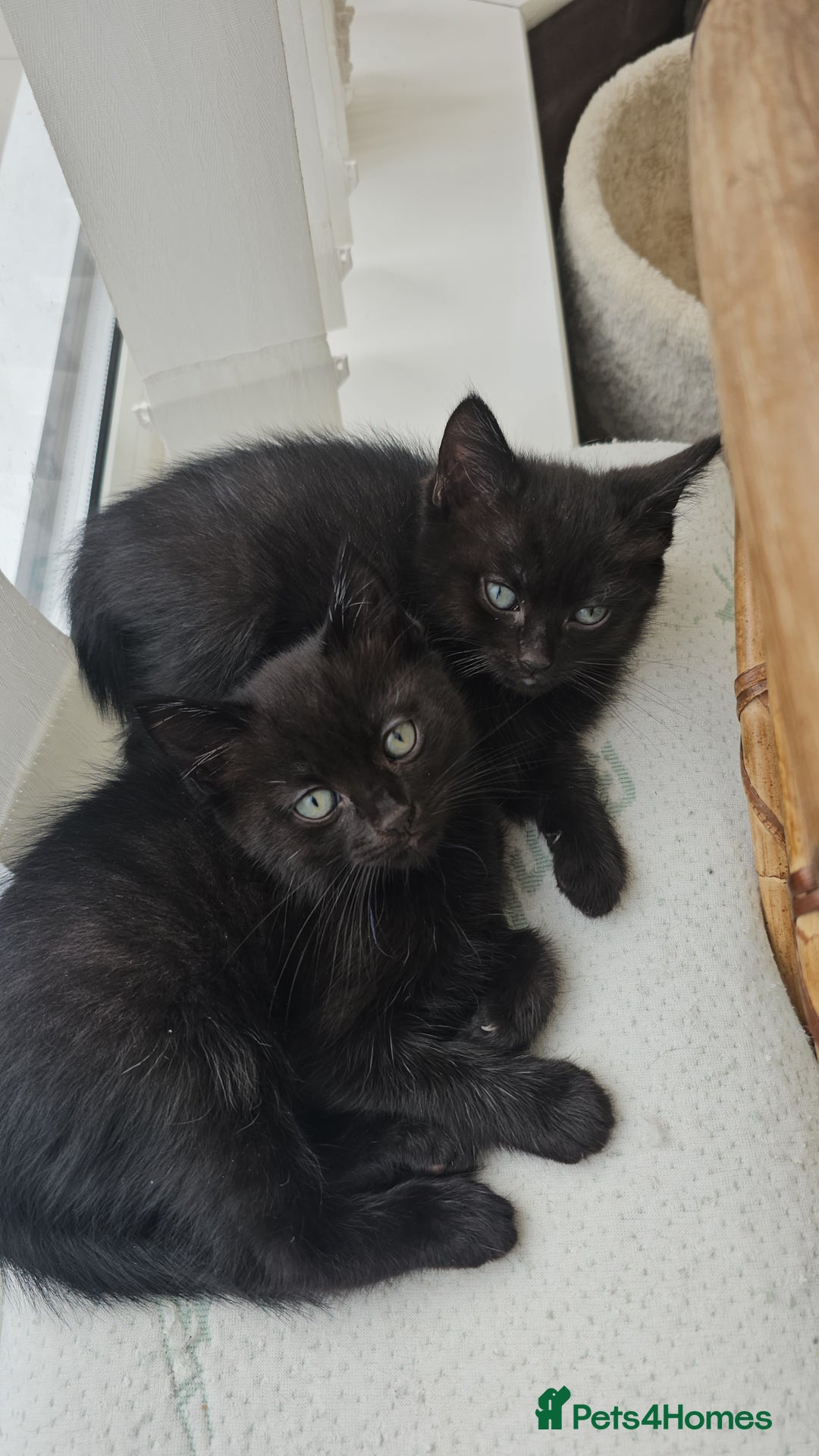 Mixed Breed cats for sale: Half ragdoll kittens - Image 1