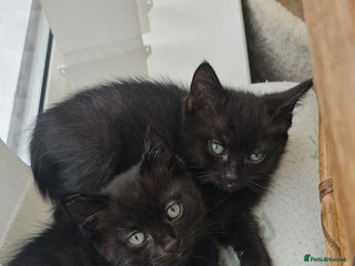 Mixed Breed cats - Advert 28