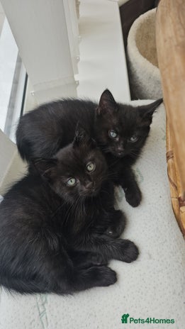 Mixed Breed cats - Advert 2