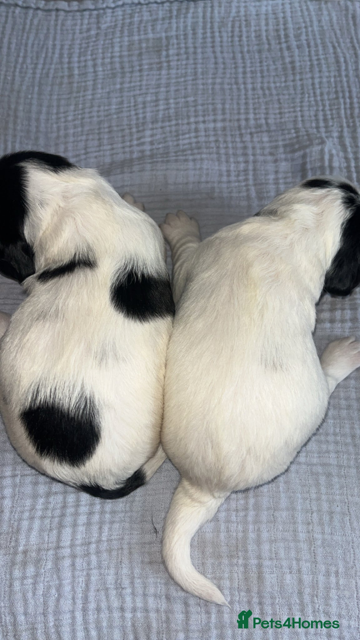 Sprocker dogs for sale: 12 beautiful sprocker spaniels  - Advert 6